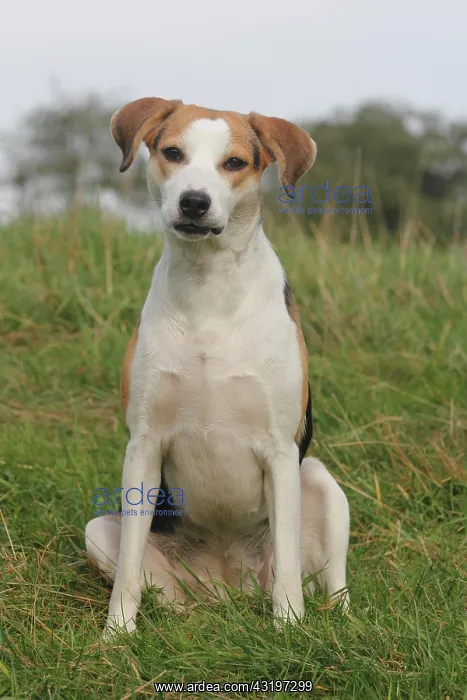 : Beagle-mix, sitting on grass Beagle Mischling sitzt : Beagle-mix, sitting on grass Beagle Mischling sitzt