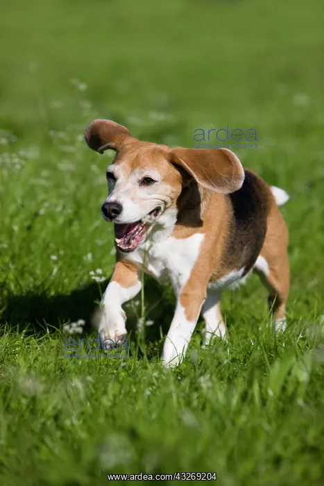 : Beagle, old dog, running on a meadow : Beagle, old dog, running on a meadow