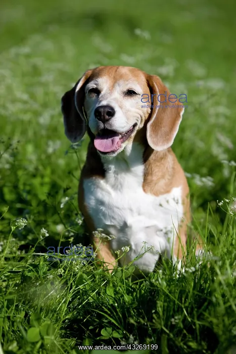 : Beagle, old dog sitting in a meadow, panting : Beagle, old dog sitting in a meadow, panting