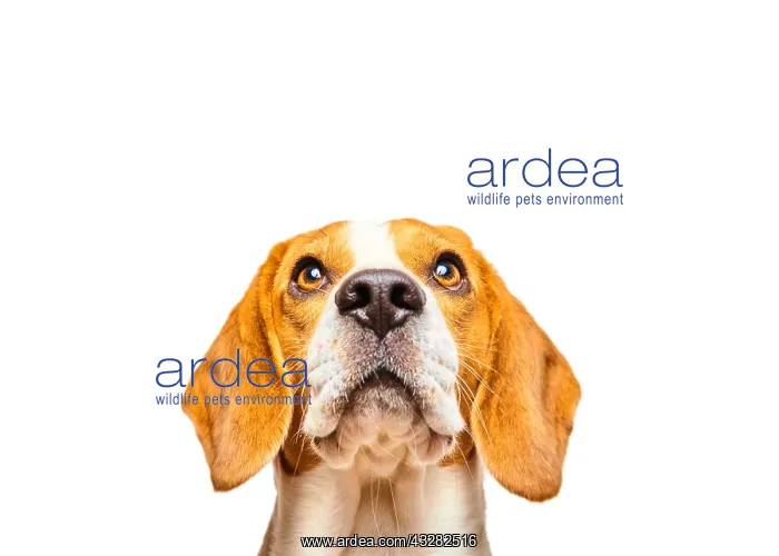 : Beagle with pleading look, animal portrait, studio : Beagle with pleading look, animal portrait, studio
