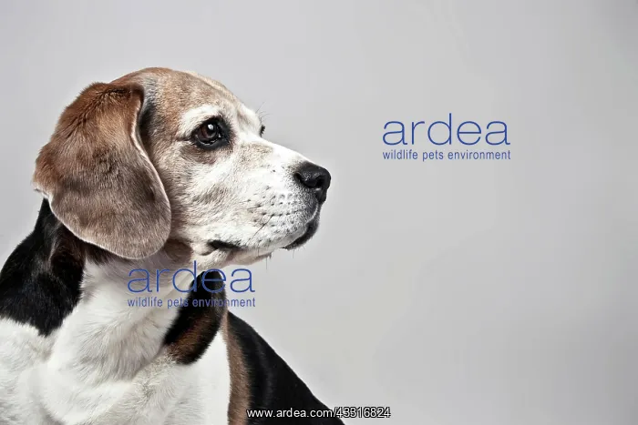 : Beagle, portrait : Beagle, portrait