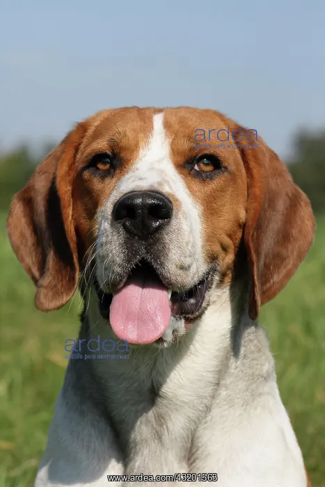 : Beagle, portrait Beagle, Portr&, x4d2c; Kopfaufnahme : Beagle, portrait Beagle, Portr&, x4d2c; Kopfaufnahme