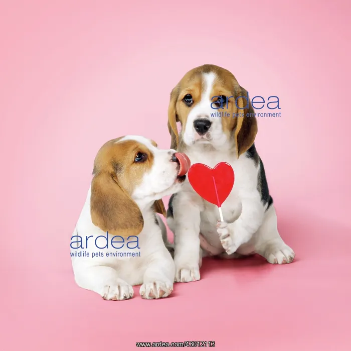 : Beagle - puppies : Beagle - puppies