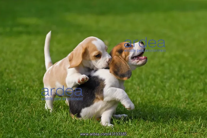 : Two Beagle puppies playing : Two Beagle puppies playing