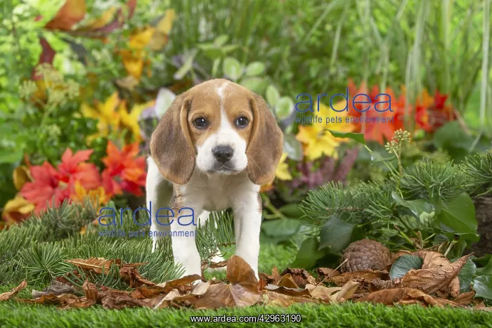 : Beagle puppy : Beagle puppy