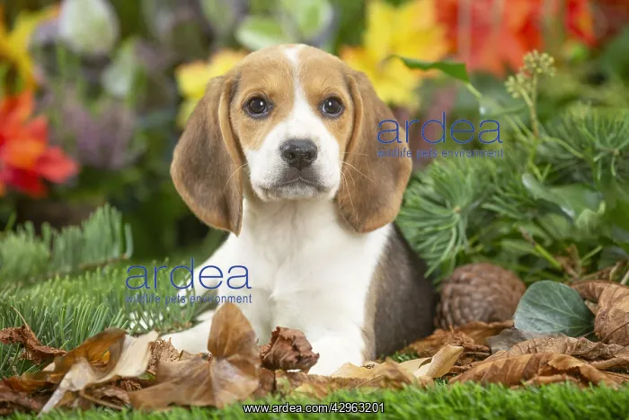 : Beagle puppy : Beagle puppy