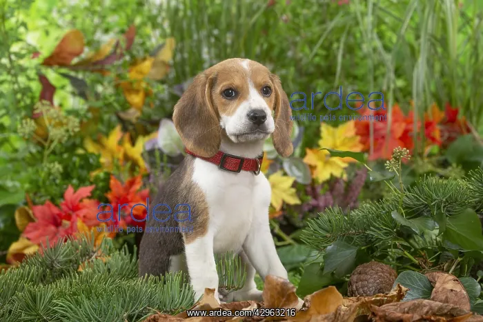 : Beagle puppy : Beagle puppy
