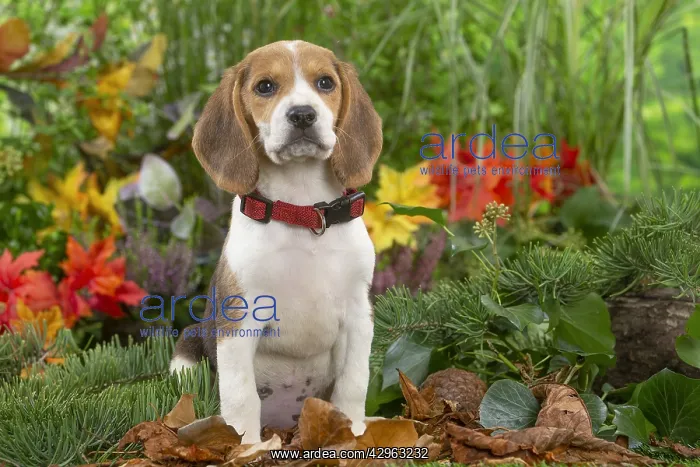 : Beagle puppy : Beagle puppy