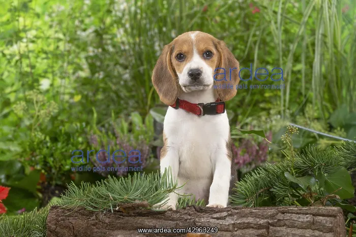 : Beagle puppy : Beagle puppy