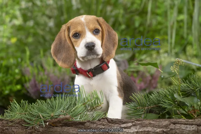 : Beagle puppy : Beagle puppy