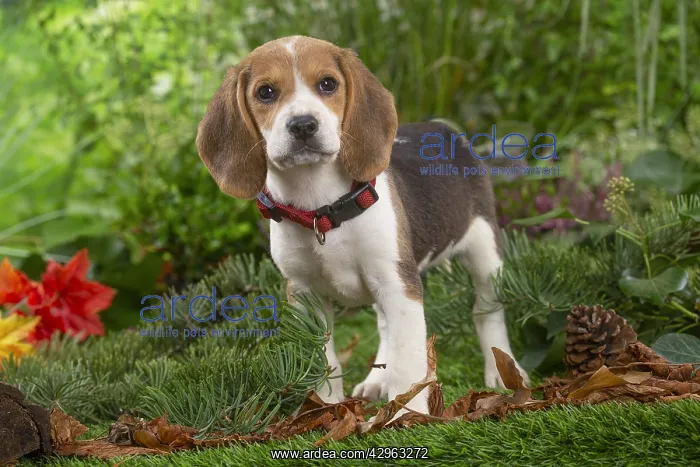 : Beagle puppy : Beagle puppy