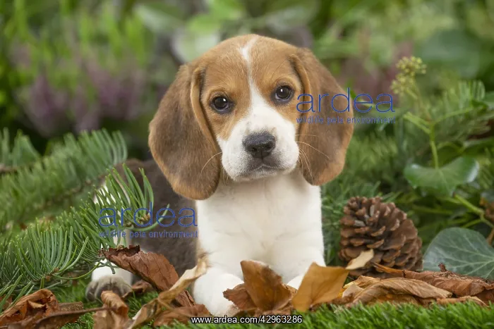 : Beagle puppy : Beagle puppy