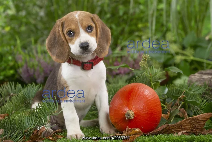 : Beagle puppy : Beagle puppy