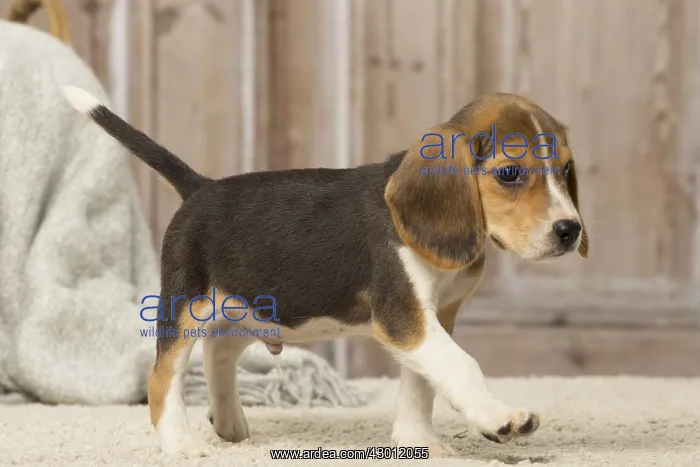  : Beagle puppy dog indoors