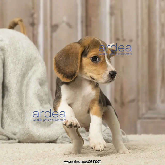  : Beagle puppy dog indoors