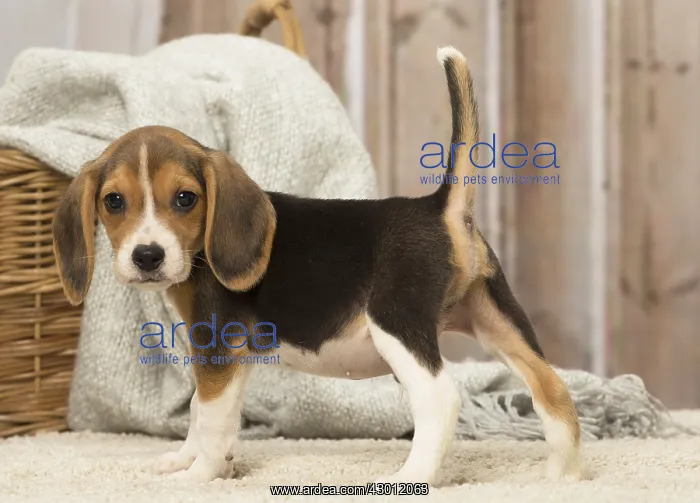  : Beagle puppy dog indoors