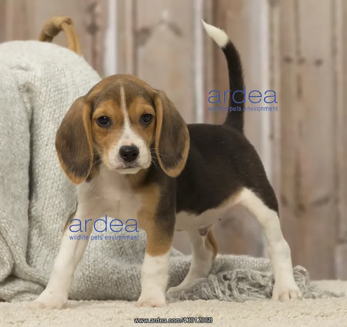  : Beagle puppy dog indoors