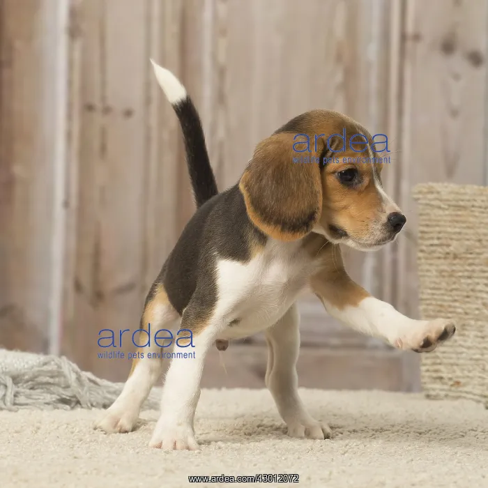  : Beagle puppy dog indoors