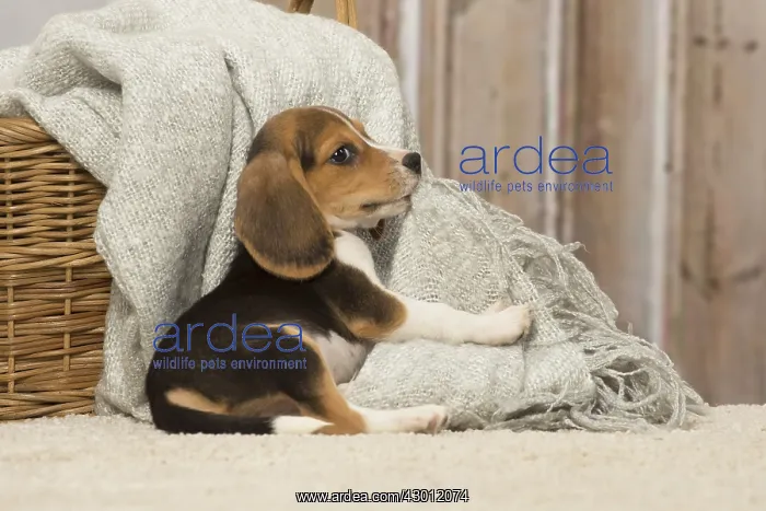  : Beagle puppy dog indoors