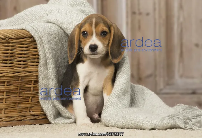  : Beagle puppy dog indoors