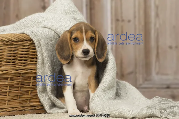  : Beagle puppy dog indoors