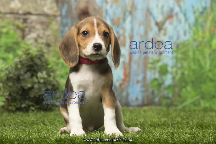  : Beagle puppy dog outdoors