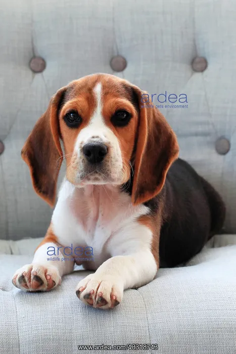 : Beagle puppy lying on a couch : Beagle puppy lying on a couch