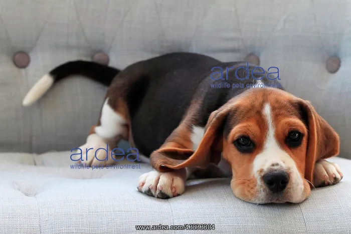 : Beagle puppy lying on a couch : Beagle puppy lying on a couch