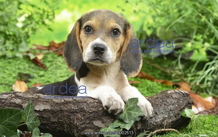 : Beagle puppy outside in the garden : Beagle puppy outside in the garden
