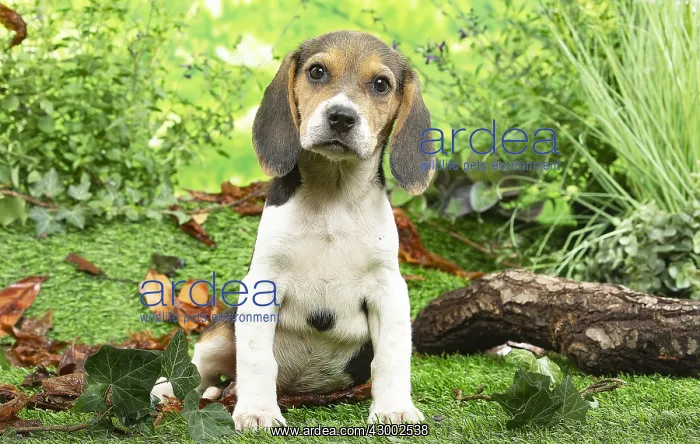 : Beagle puppy outside in the garden : Beagle puppy outside in the garden