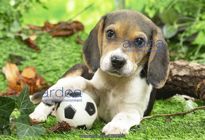 : Beagle puppy outside in the garden : Beagle puppy outside in the garden