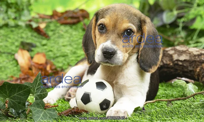 : Beagle puppy outside in the garden : Beagle puppy outside in the garden