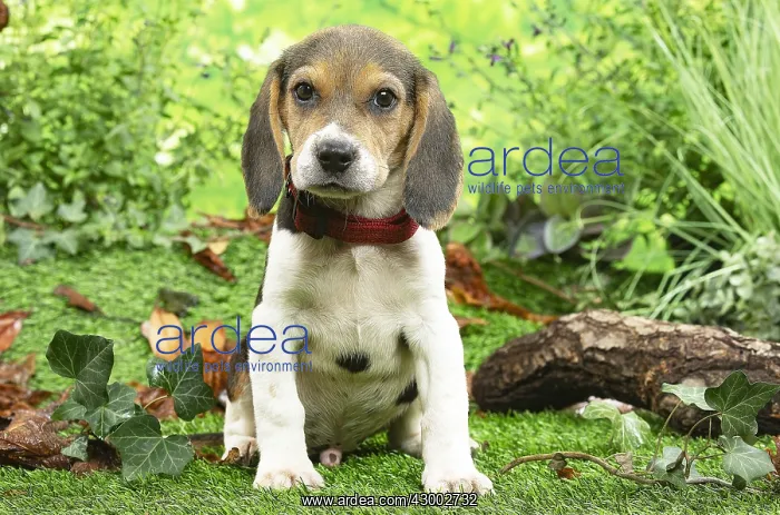 : Beagle puppy outside in the garden : Beagle puppy outside in the garden