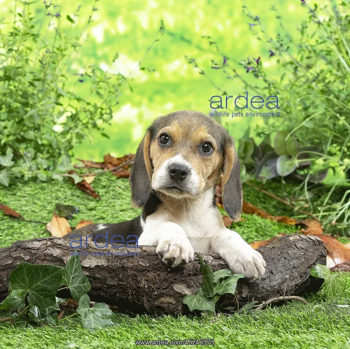 : Beagle puppy outside in the garden : Beagle puppy outside in the garden