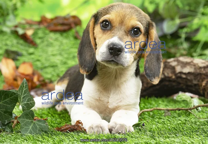 : Beagle puppy outside in the garden : Beagle puppy outside in the garden