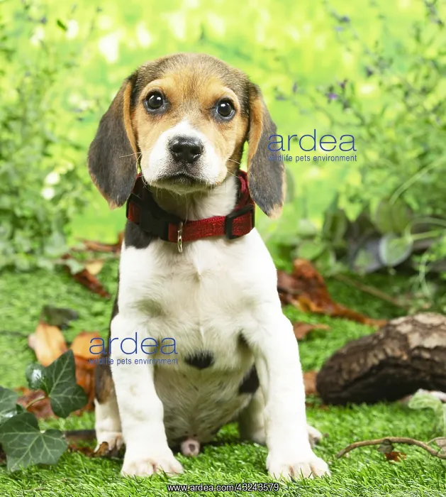 : Beagle puppy outside in the garden : Beagle puppy outside in the garden