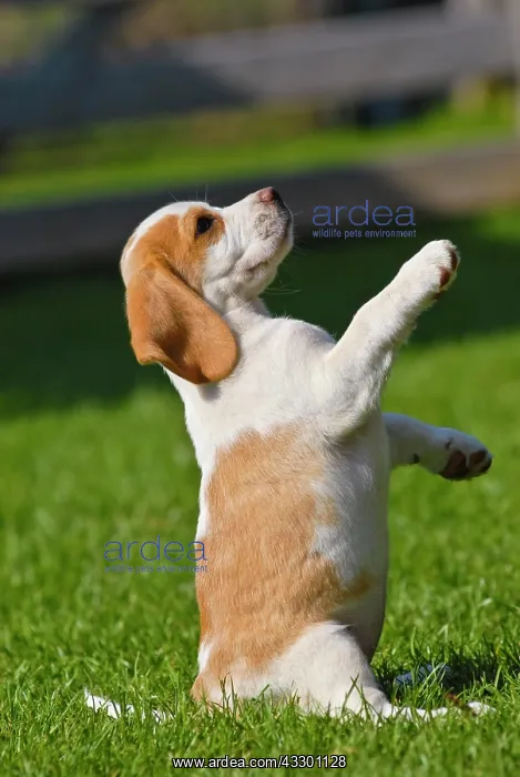: Beagle puppy standing upright : Beagle puppy standing upright