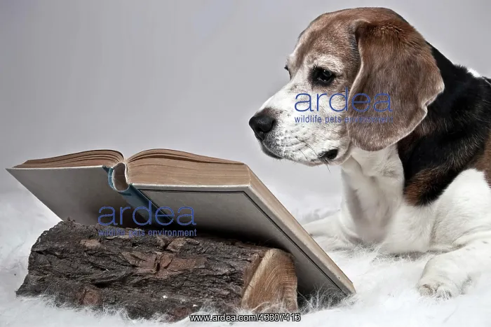: Beagle reading a book : Beagle reading a book