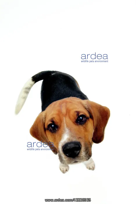 : Beagle, seen from above : Beagle, seen from above