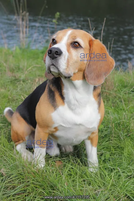 : Beagle sitting on grass Beagle sitzt auf der Wiese : Beagle sitting on grass Beagle sitzt auf der Wiese