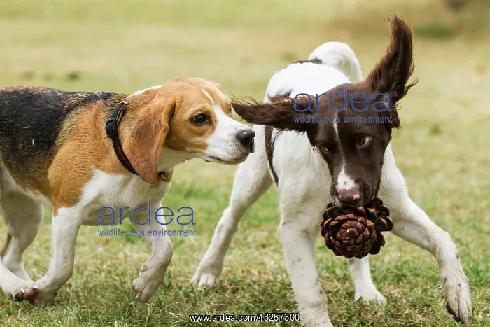  : Beagle and Small Munsterlander disputing a pinecone