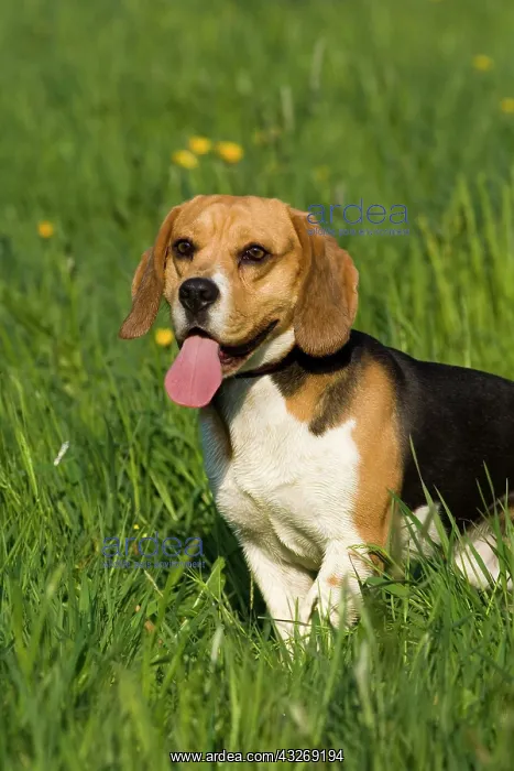 : Beagle standing in the grass, panting : Beagle standing in the grass, panting