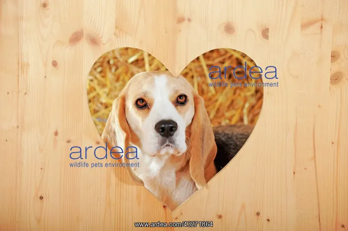 : Beagle, tricolor, looking through wooden wall with : Beagle, tricolor, looking through wooden wall with