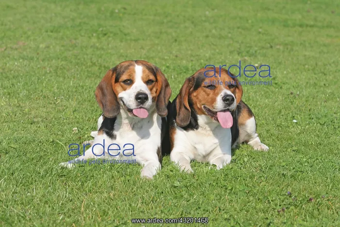 : Two Beagles lying next to each other on a lawn 2 : Two Beagles lying next to each other on a lawn 2