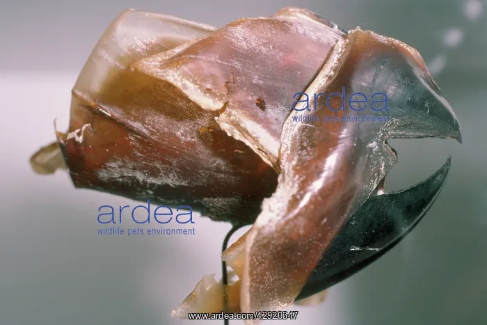  : BEAK OF GIANT SQUID