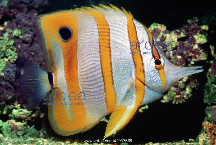 : Beaked Butterfly Fish : Beaked Butterfly Fish