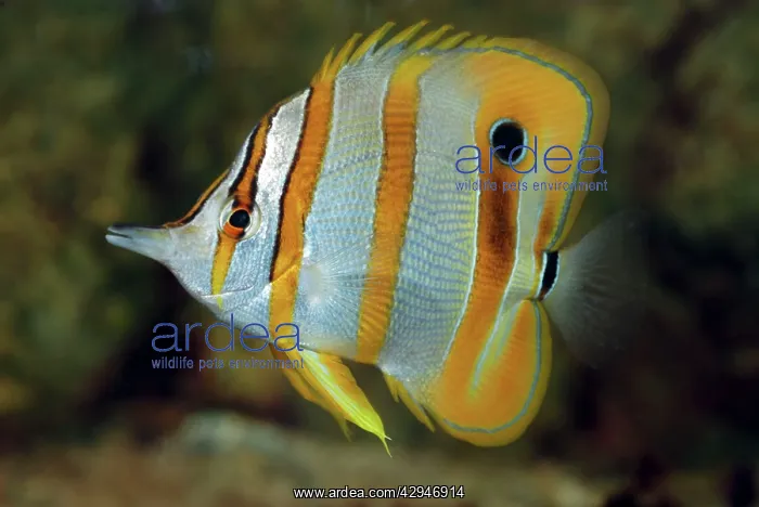 : Beaked Coral Fish : Beaked Coral Fish