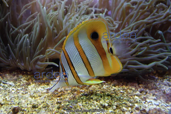 : Beaked coralfish : Beaked coralfish