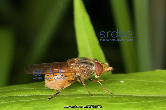 : Beaked Hoverfly - Larvae in cow-pats and other : Beaked Hoverfly - Larvae in cow-pats and other