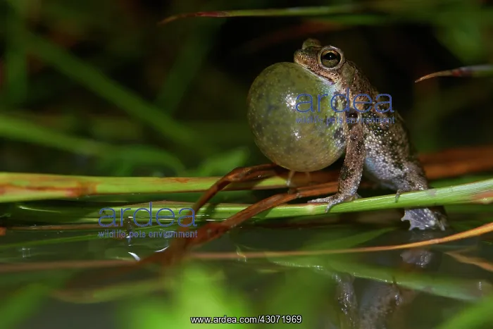 : Beaked Toad (Rhinella merianae, ex Bufo granulosus : Beaked Toad (Rhinella merianae, ex Bufo granulosus